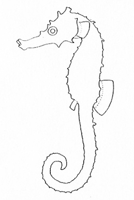 Representative of the Syngnathidae family (Gosline & Brock, 1960, fig. 125)